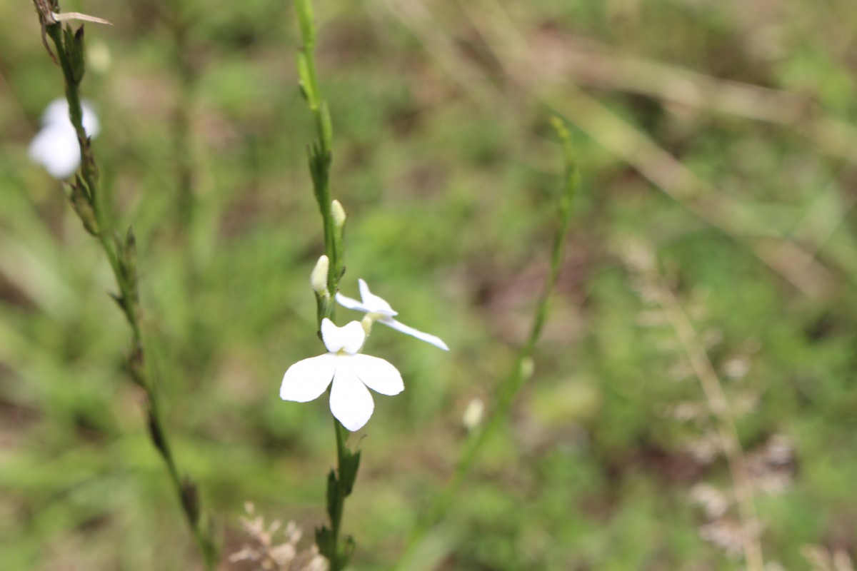 Striga angustifolia (D.Don) C.J.Saldanha